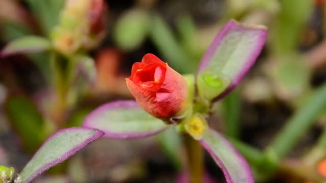 Flower Blooming in Timelapse